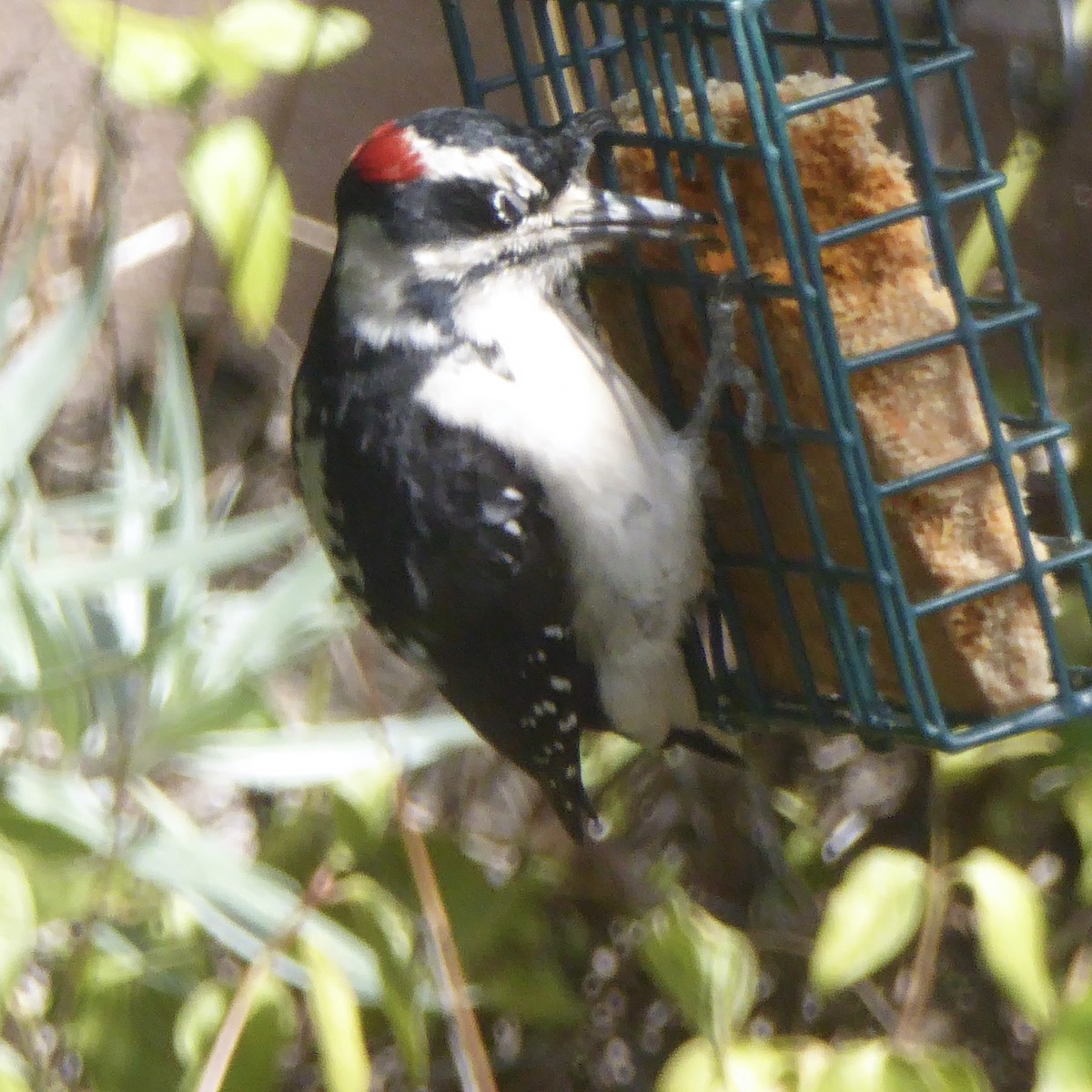 Hairy Woodpecker - ML641295836