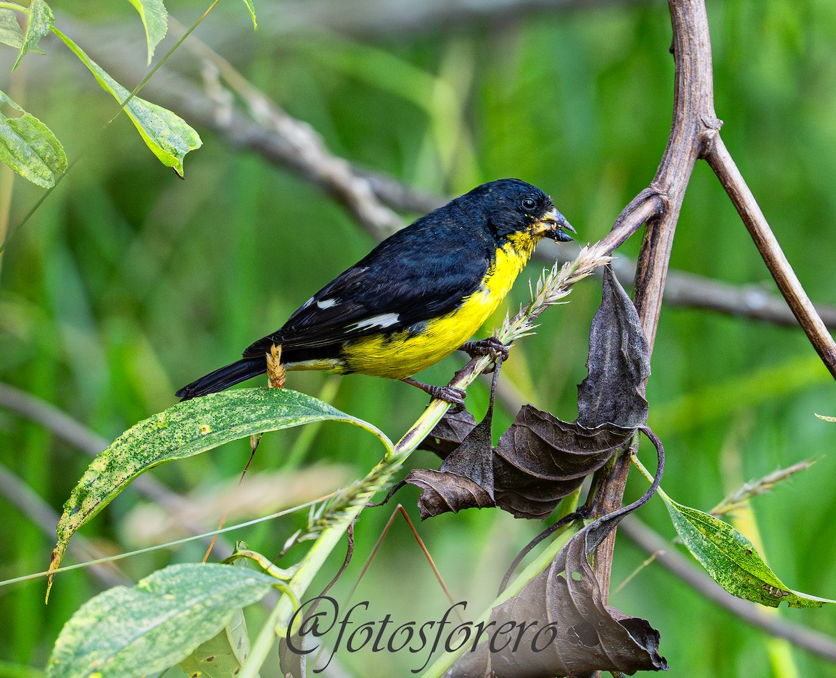 Jilguero Menor - ML641295844