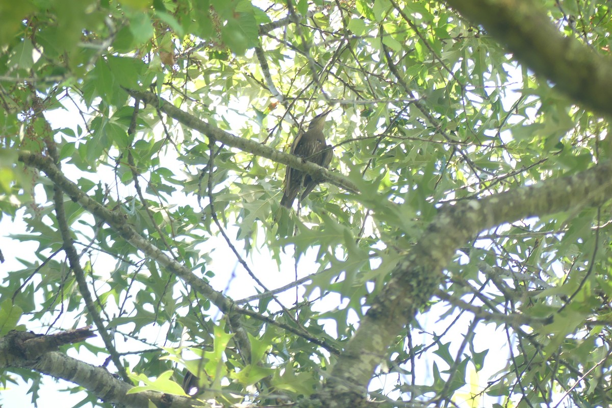 European Starling - ML641295846