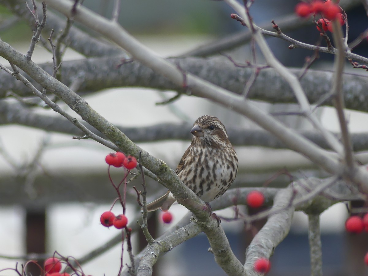 Purple Finch - ML641295871