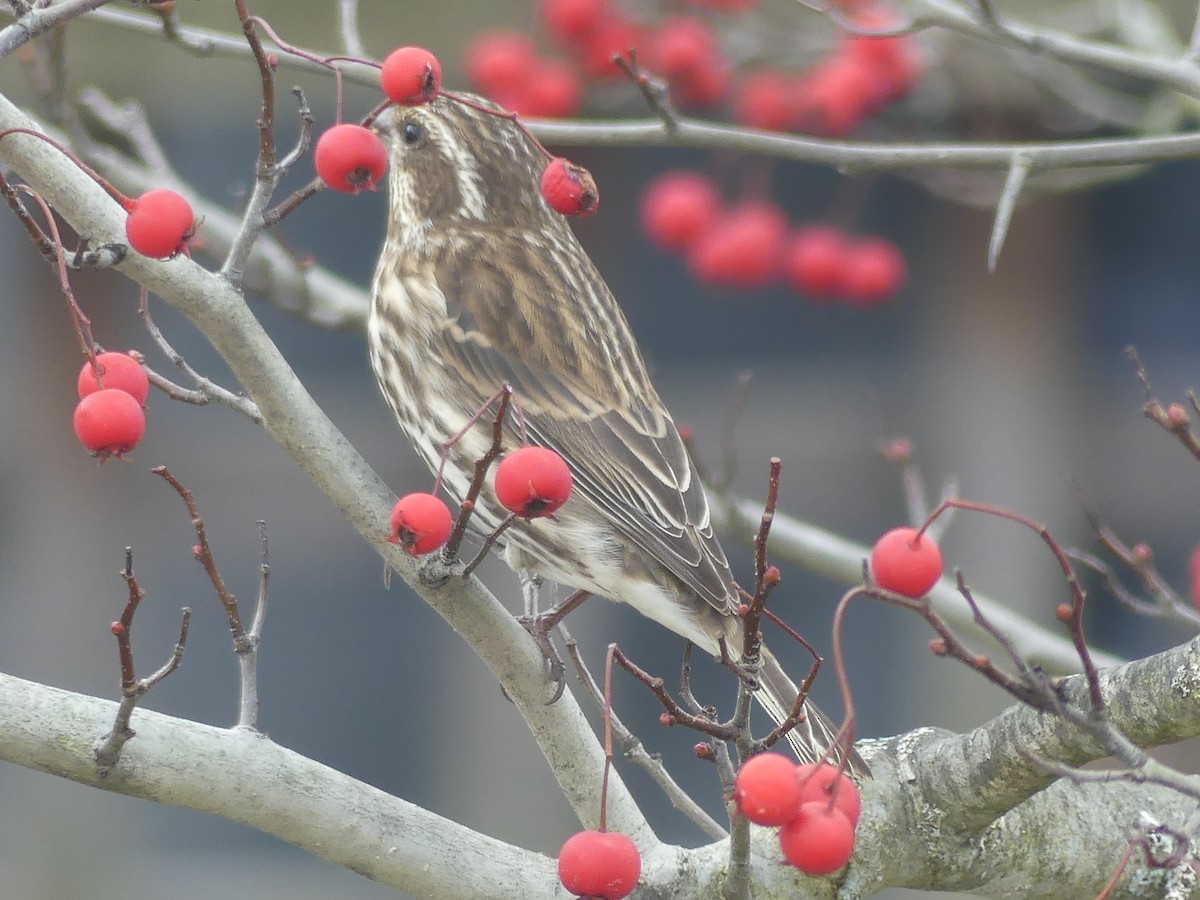 Purple Finch - ML641295872