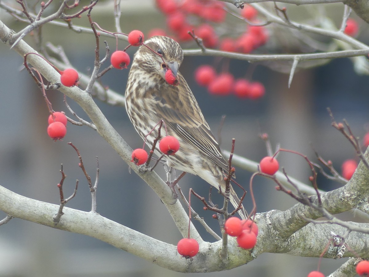 Purple Finch - ML641295873