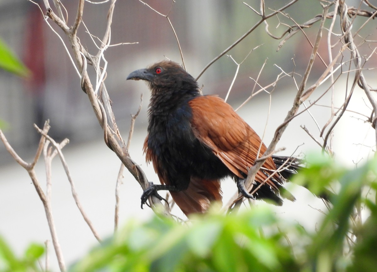 Greater Coucal - ML641295886