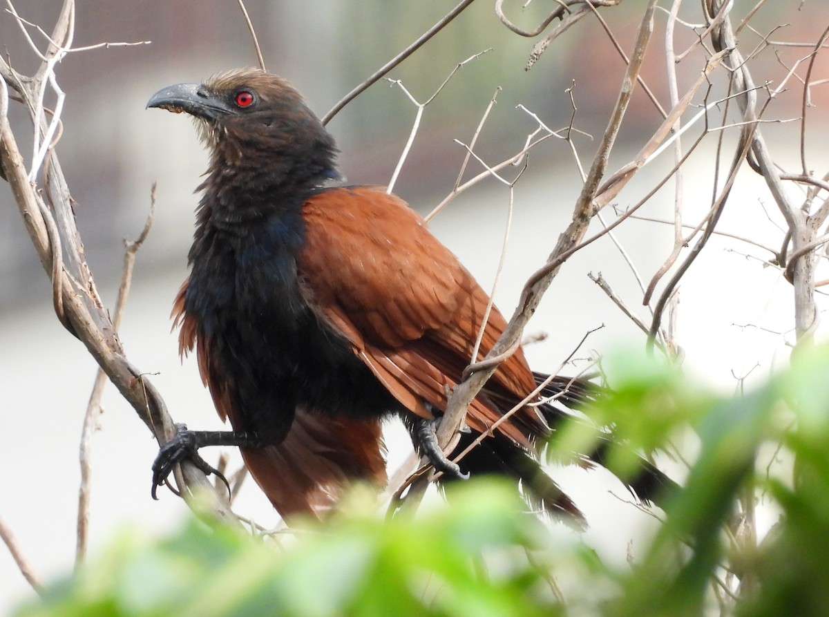 Greater Coucal - ML641295887