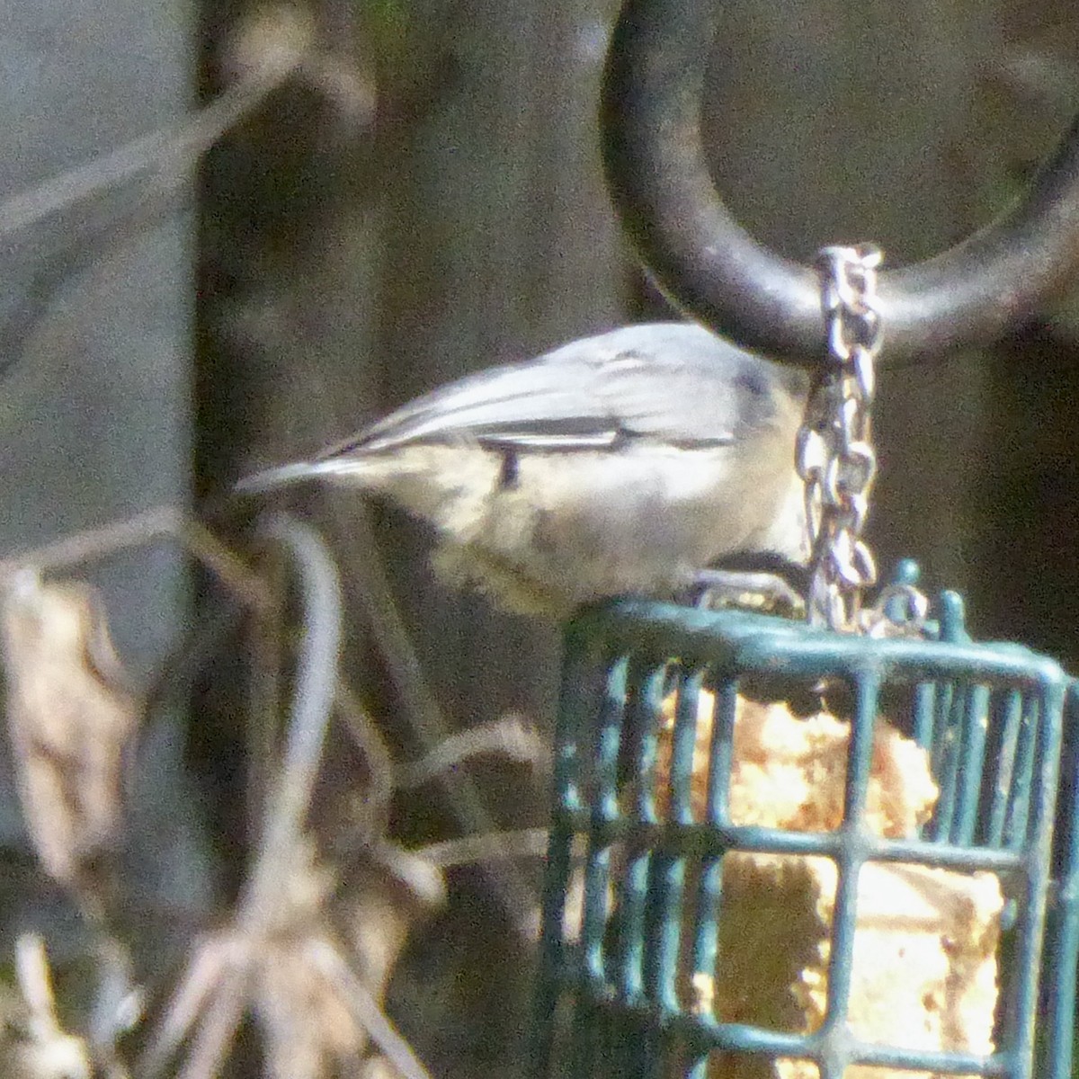 Pygmy Nuthatch - ML641295891