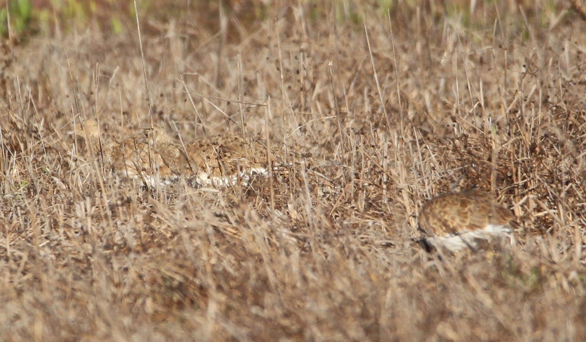 Little Bustard - ML641295901