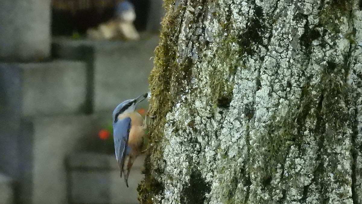 Eurasian Nuthatch (Western) - ML641295914