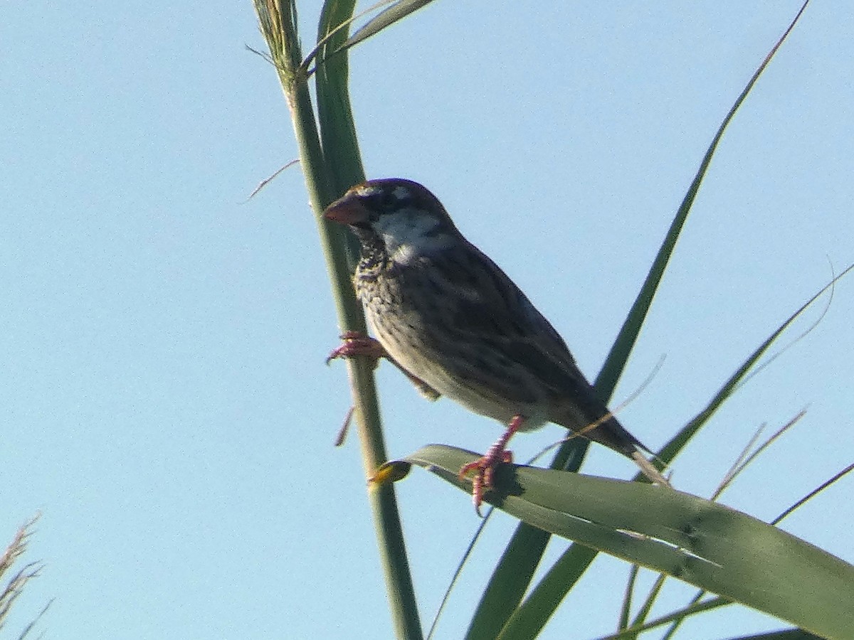 Spanish Sparrow - ML641295989