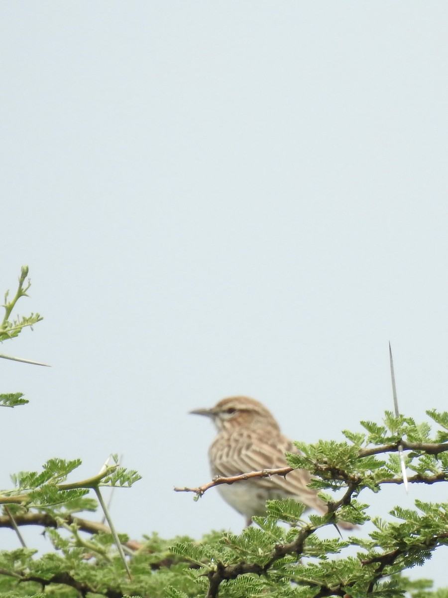 Gillett's Lark - ML641295990