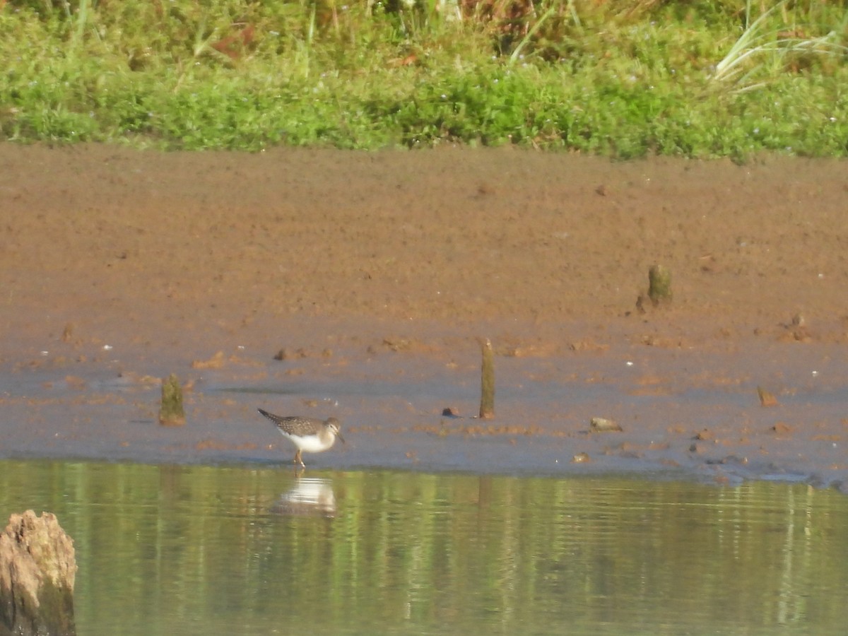 Solitary Sandpiper - ML641296014