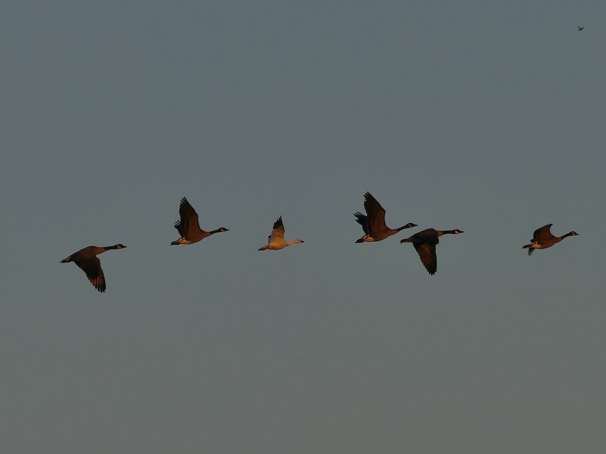 Snow Goose - ML641296041