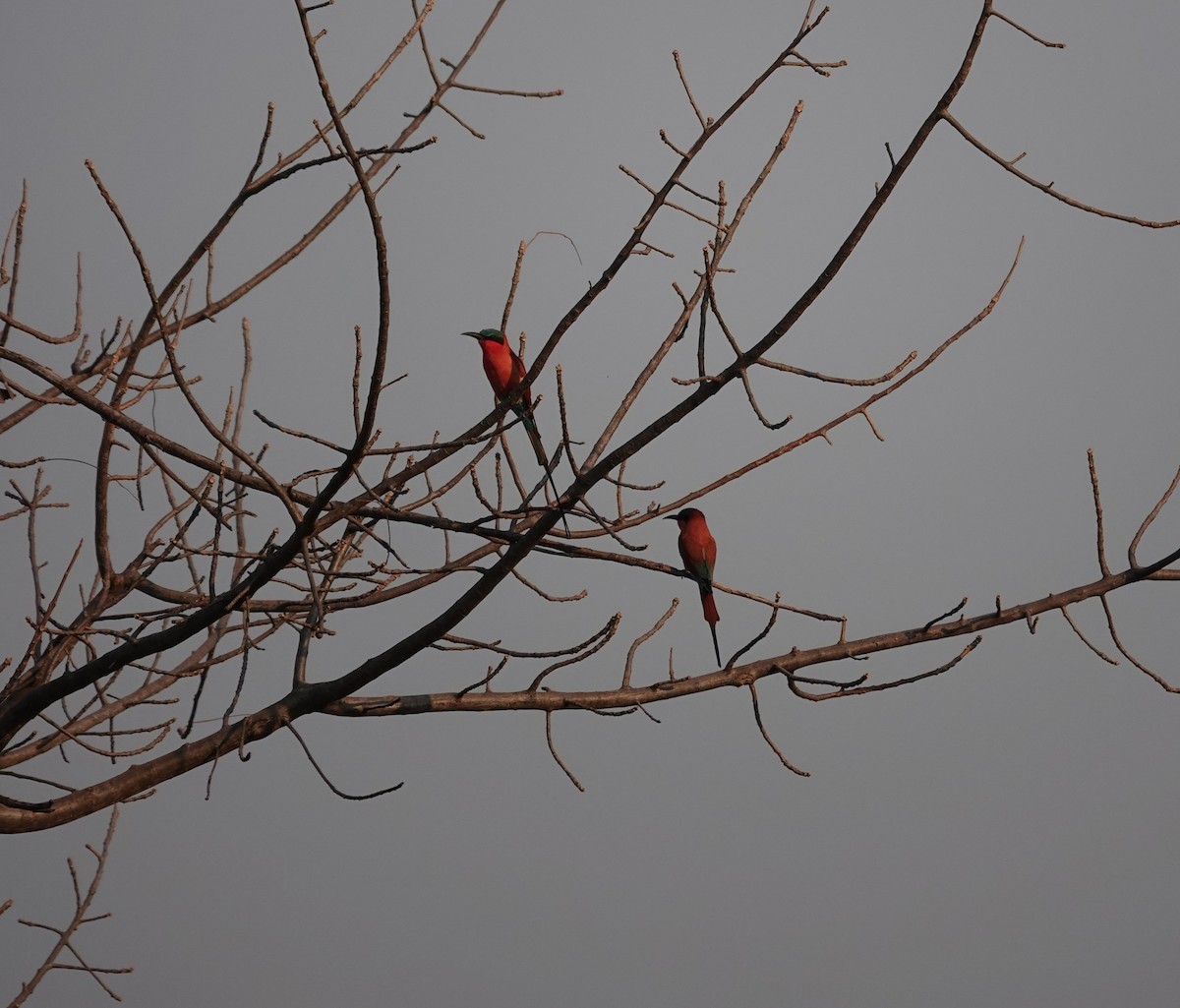 Southern Carmine Bee-eater - ML641296043