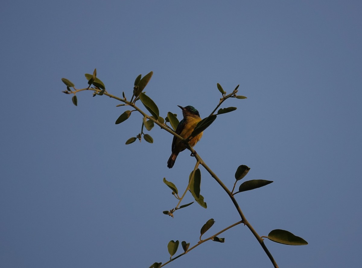 Collared Sunbird - ML641296045