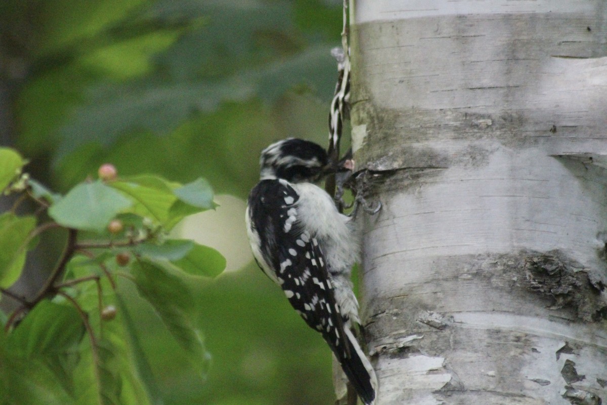 Downy Woodpecker - ML641296067