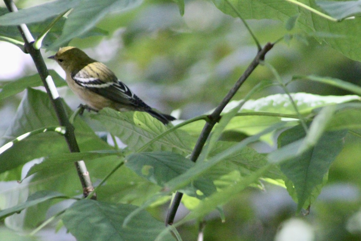 Bay-breasted Warbler - ML641296092