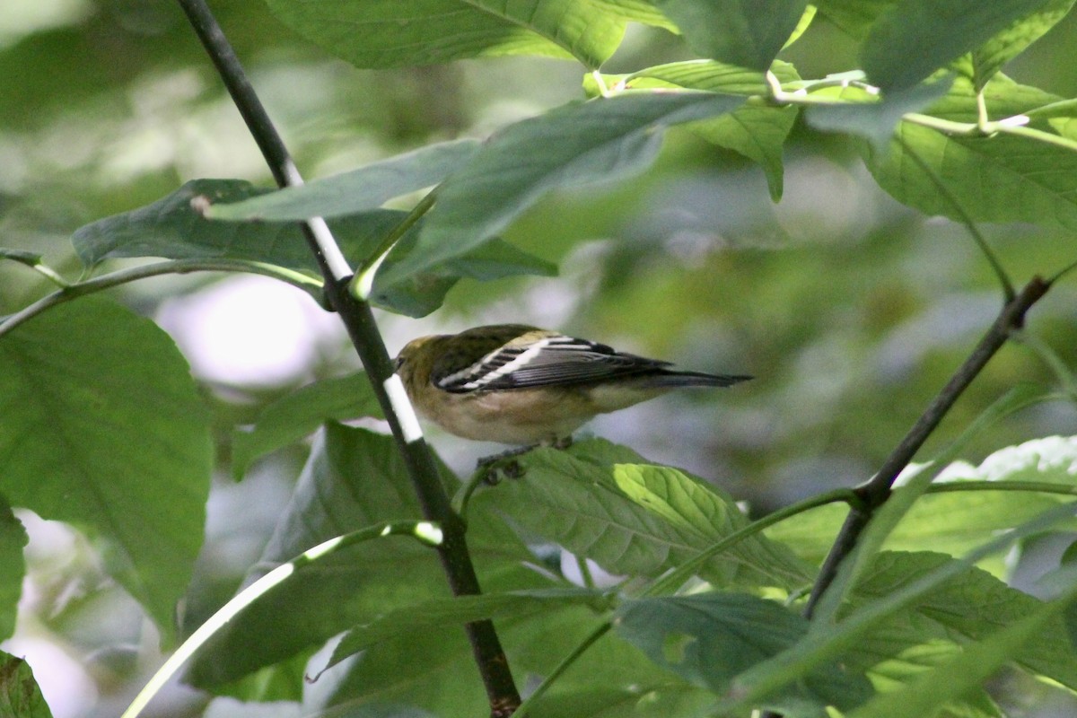 Bay-breasted Warbler - ML641296093