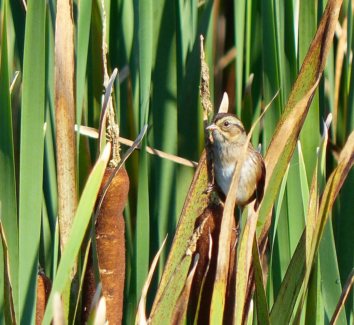 Swamp Sparrow - ML641296110