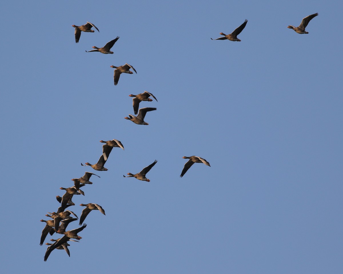 Graylag Goose - ML641296118