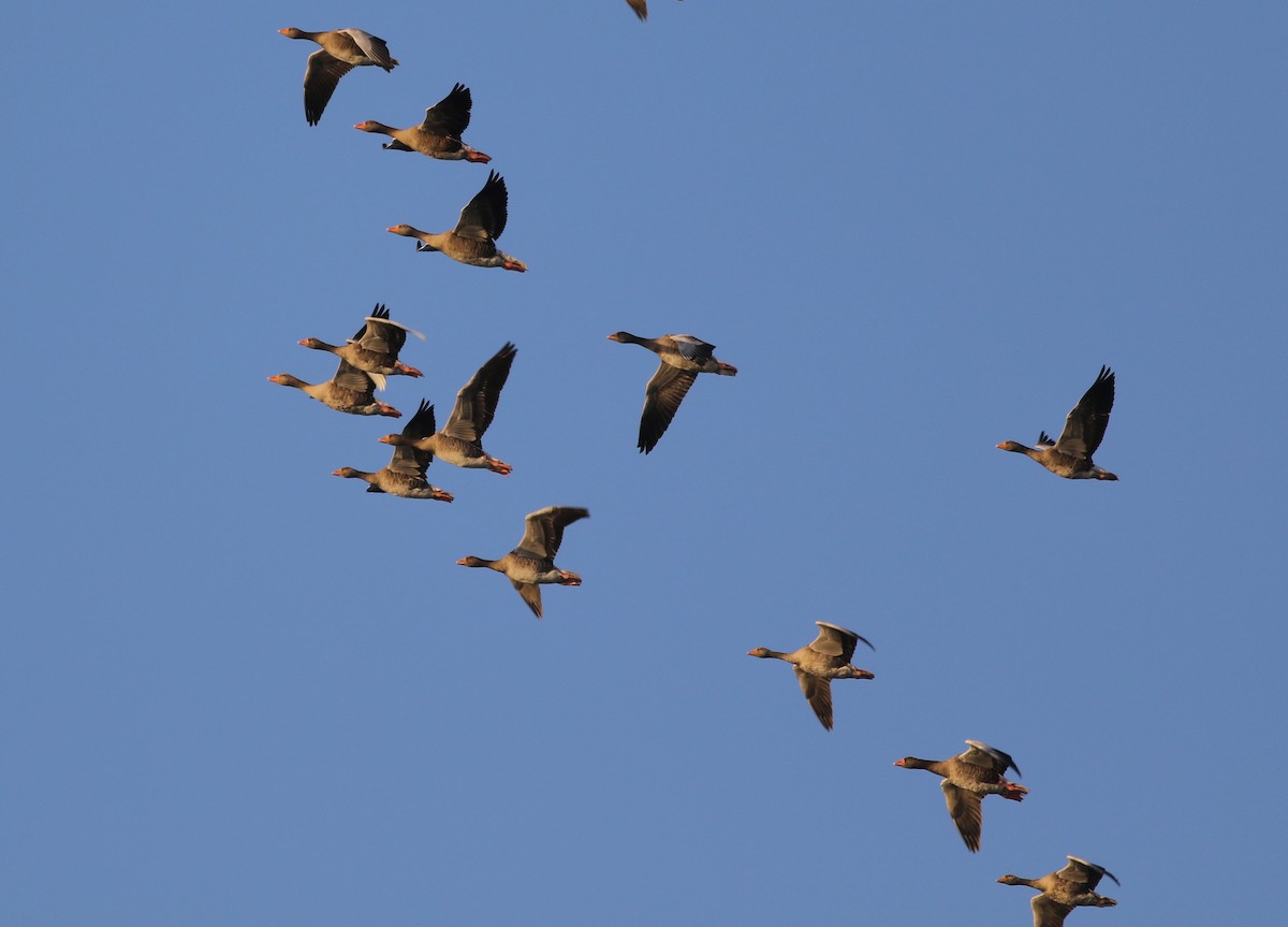 Graylag Goose - ML641296119