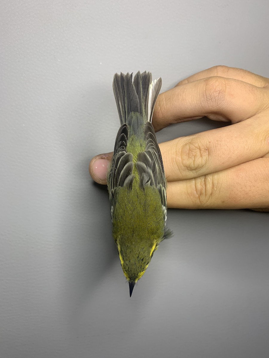 granparula - ML641296134