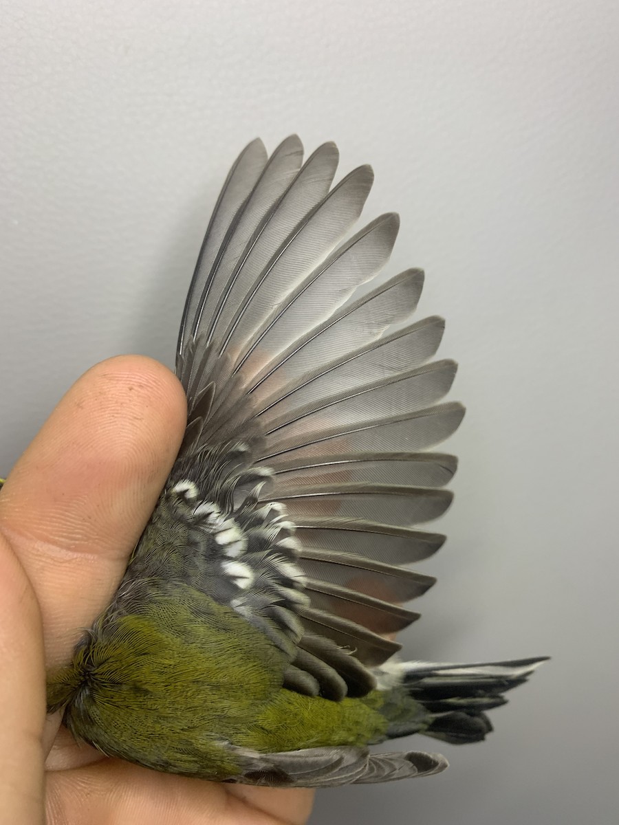 granparula - ML641296137