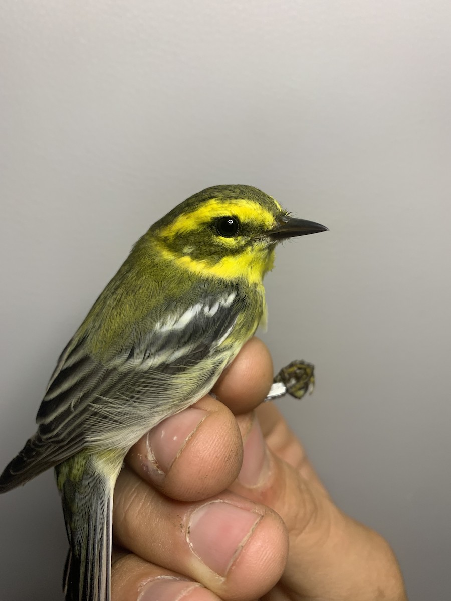 granparula - ML641296139