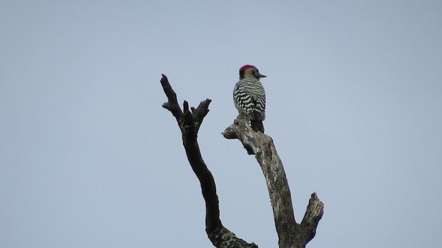 Ladder-backed Woodpecker - ML641296165