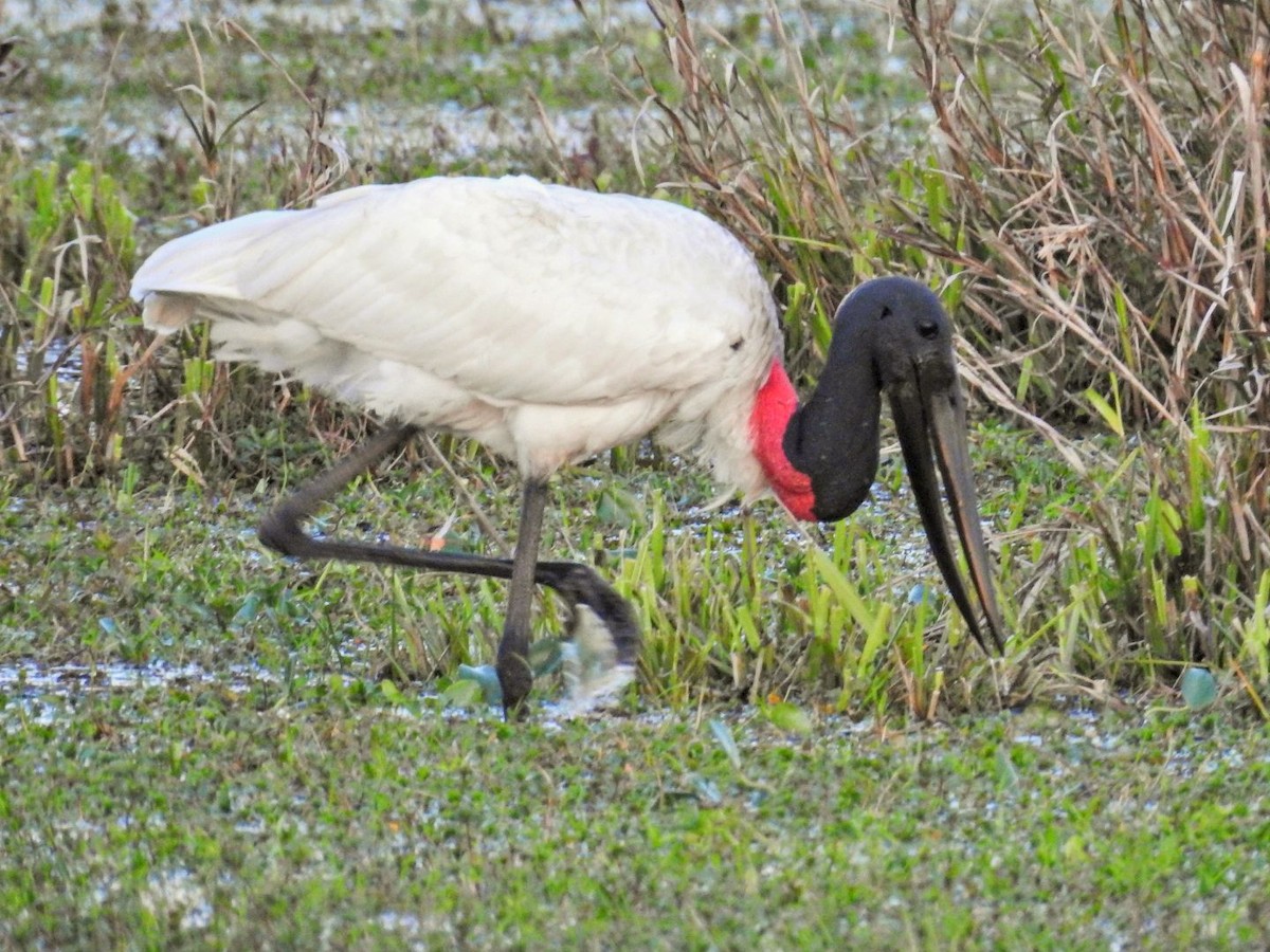 Jabiru amerikarra - ML641296217