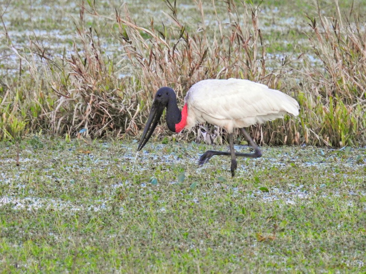 Jabiru amerikarra - ML641296218