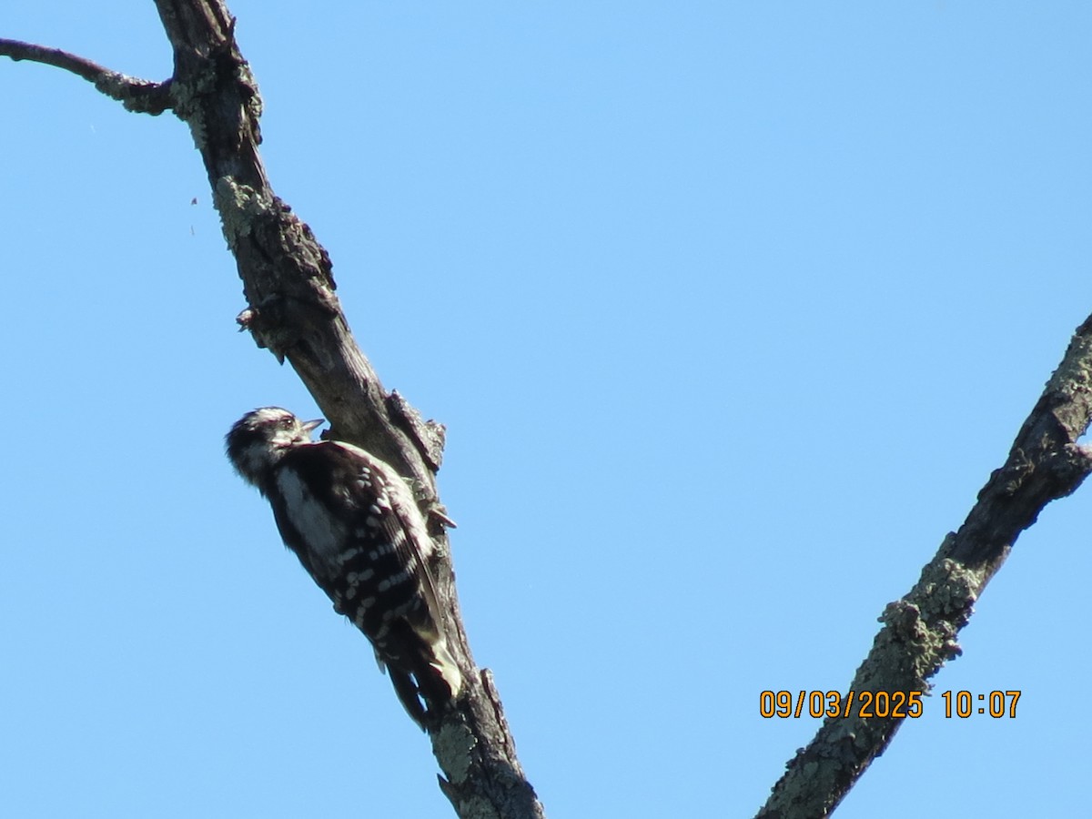 Downy Woodpecker - ML641296221