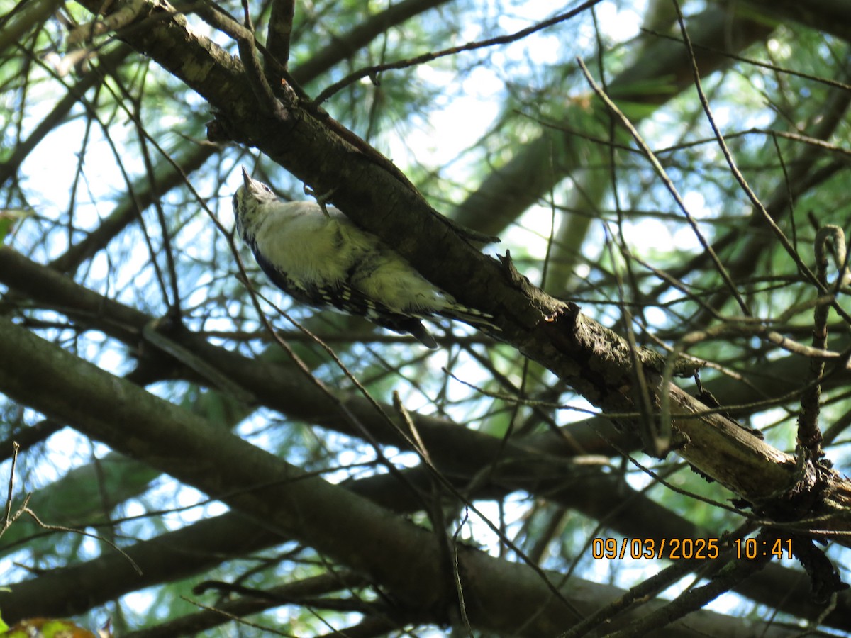 Downy Woodpecker - ML641296223