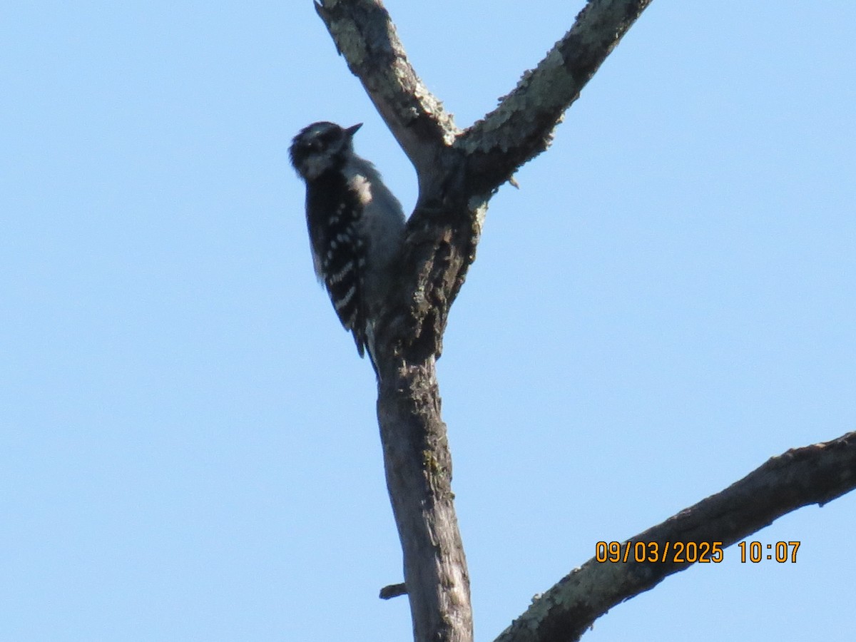 Downy Woodpecker - ML641296224
