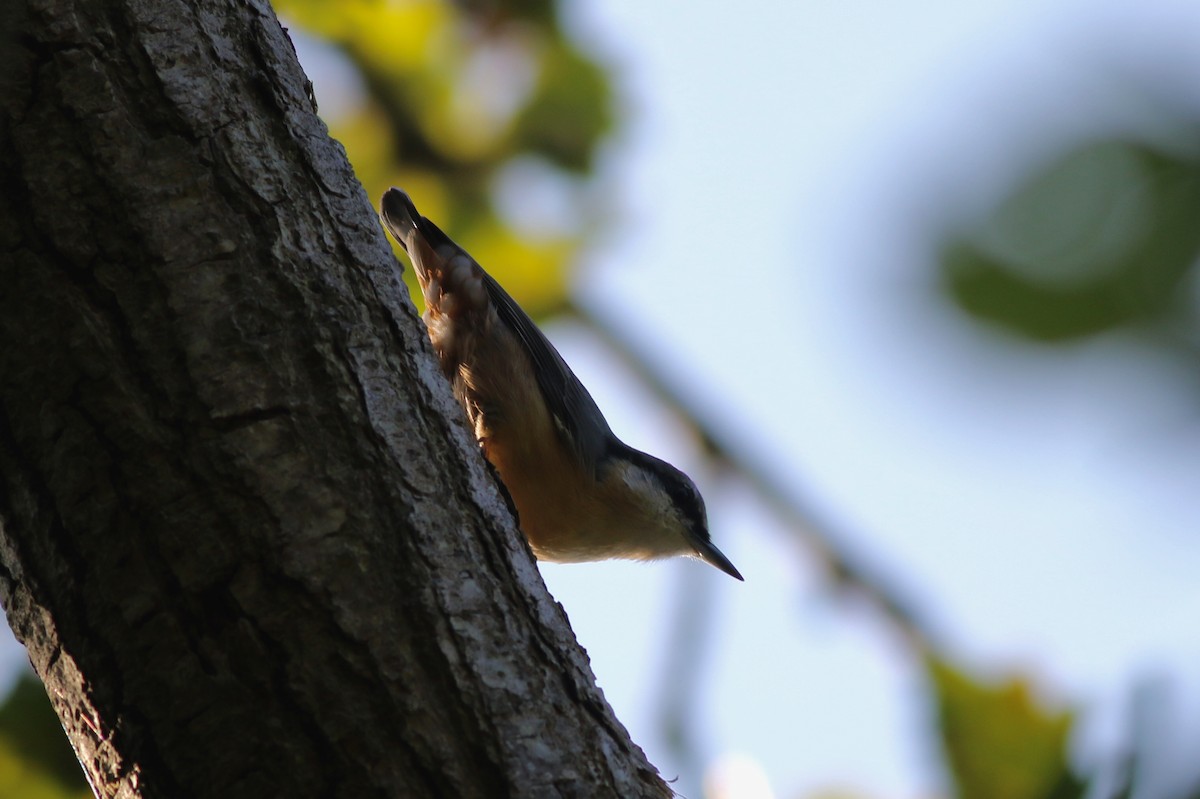 Garrapo eurasiarra [europaea Taldekoa] - ML641296225
