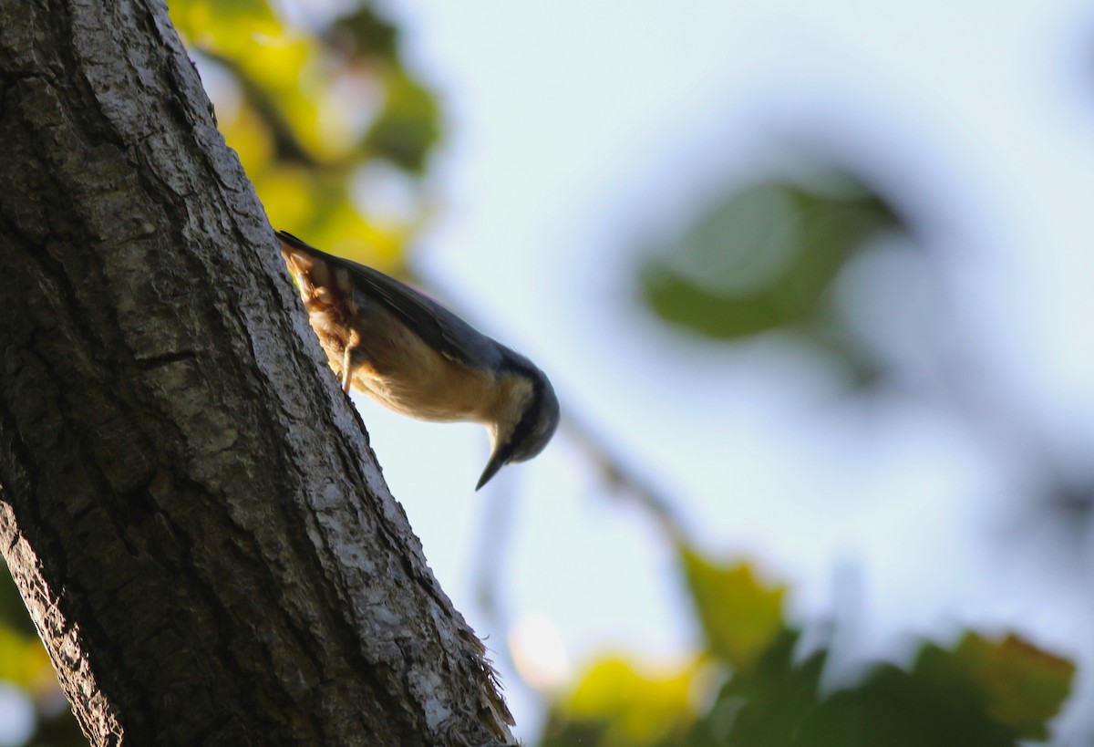 Garrapo eurasiarra [europaea Taldekoa] - ML641296226