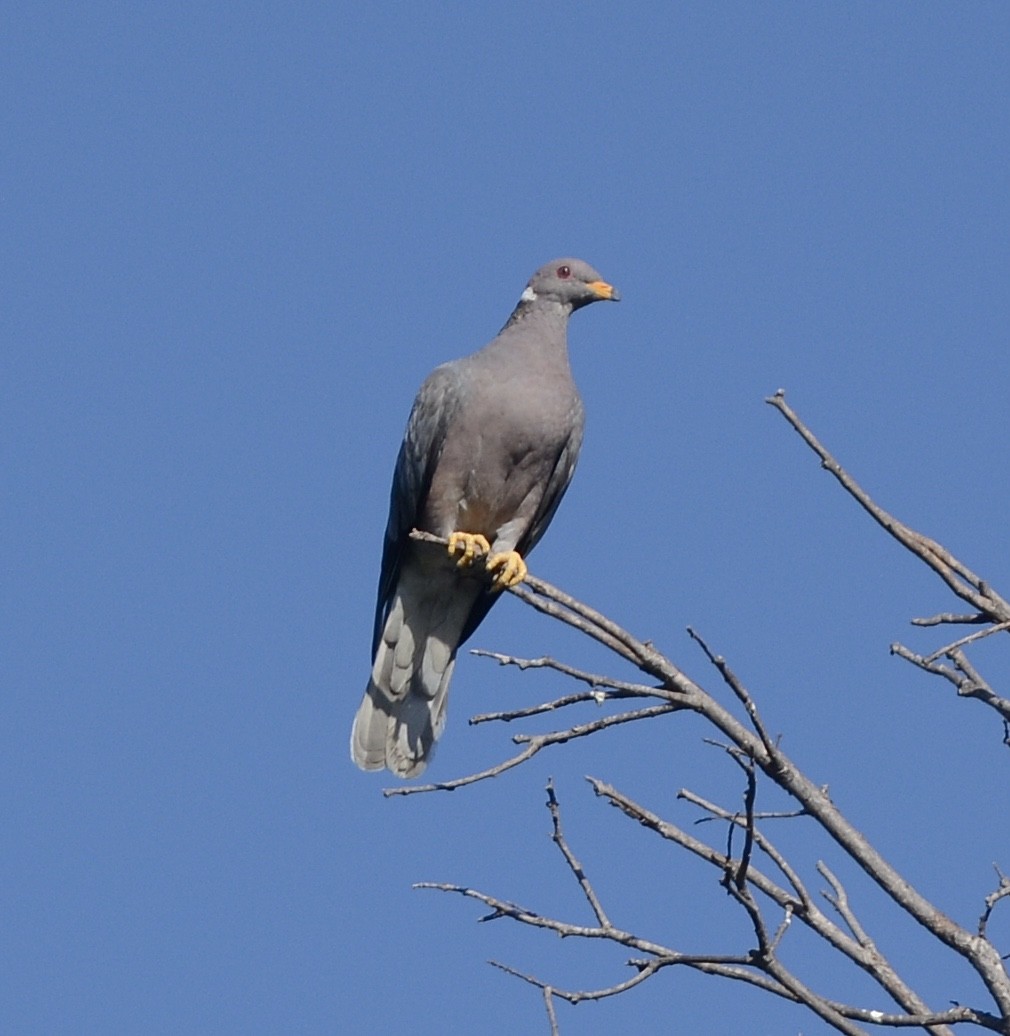 Band-tailed Pigeon - ML641296227