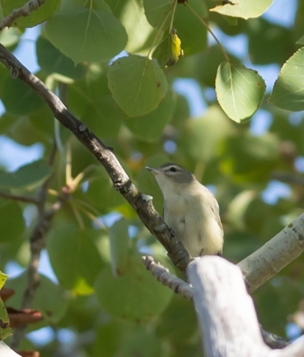Warbling Vireo - ML641296232