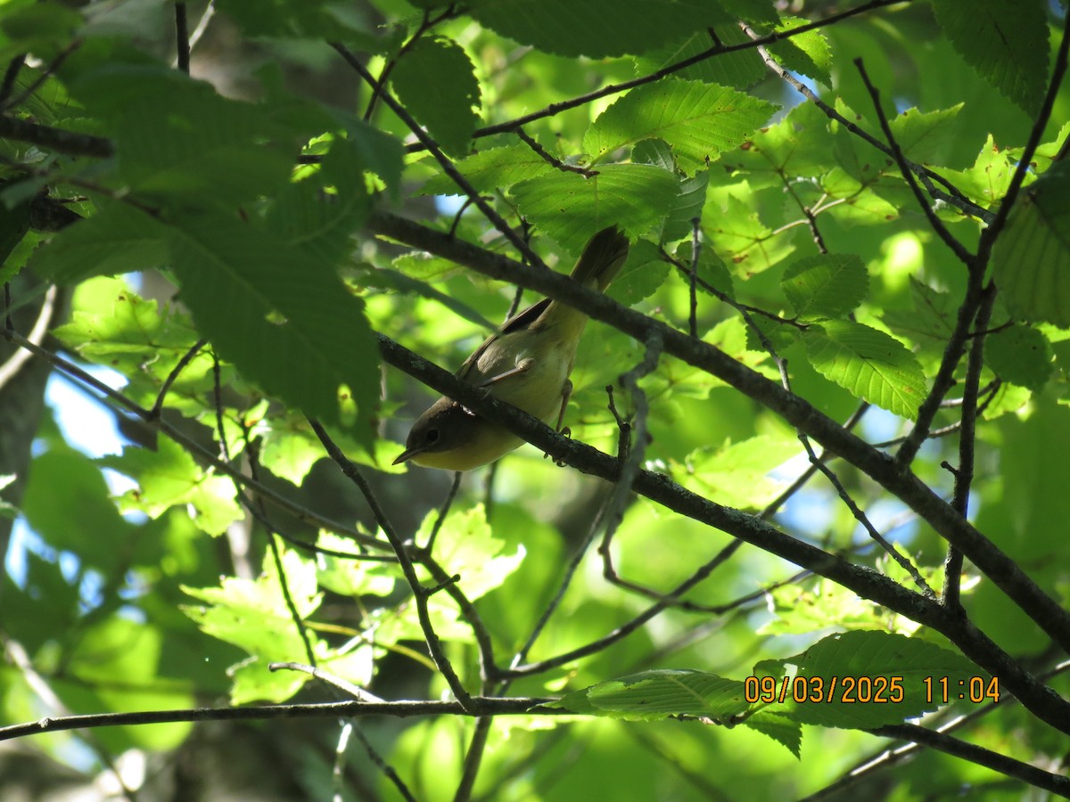 Common Yellowthroat - ML641296235