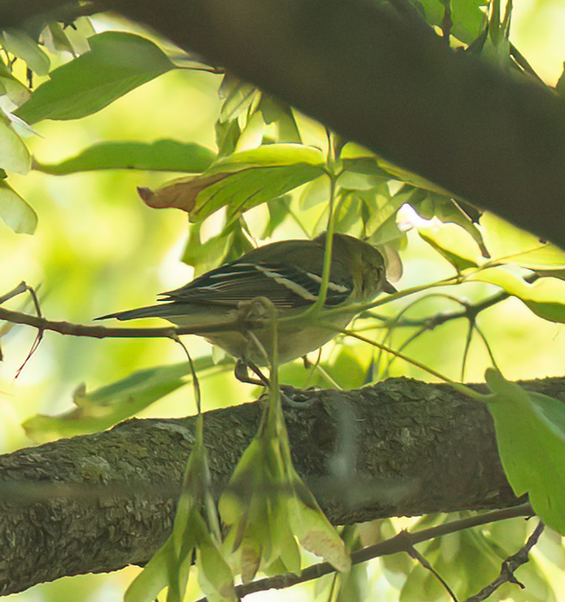 Bay-breasted Warbler - ML641296240