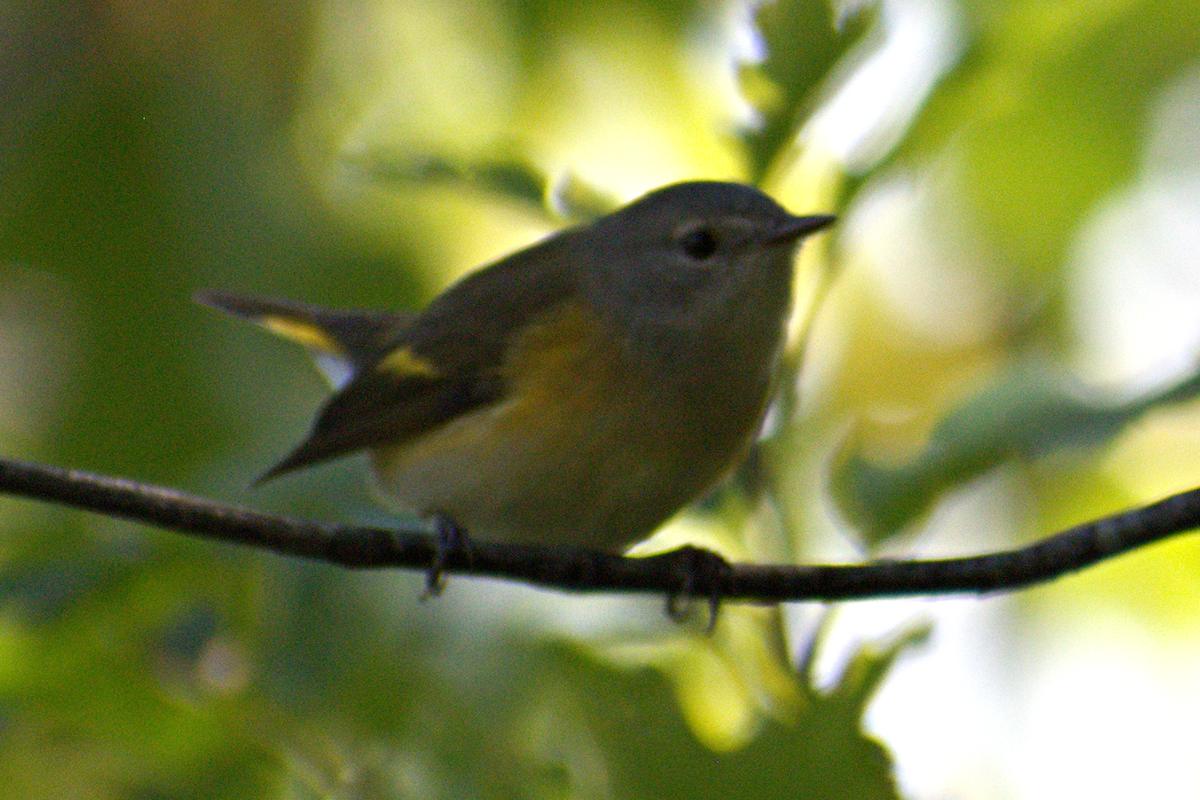 American Redstart - ML641296246