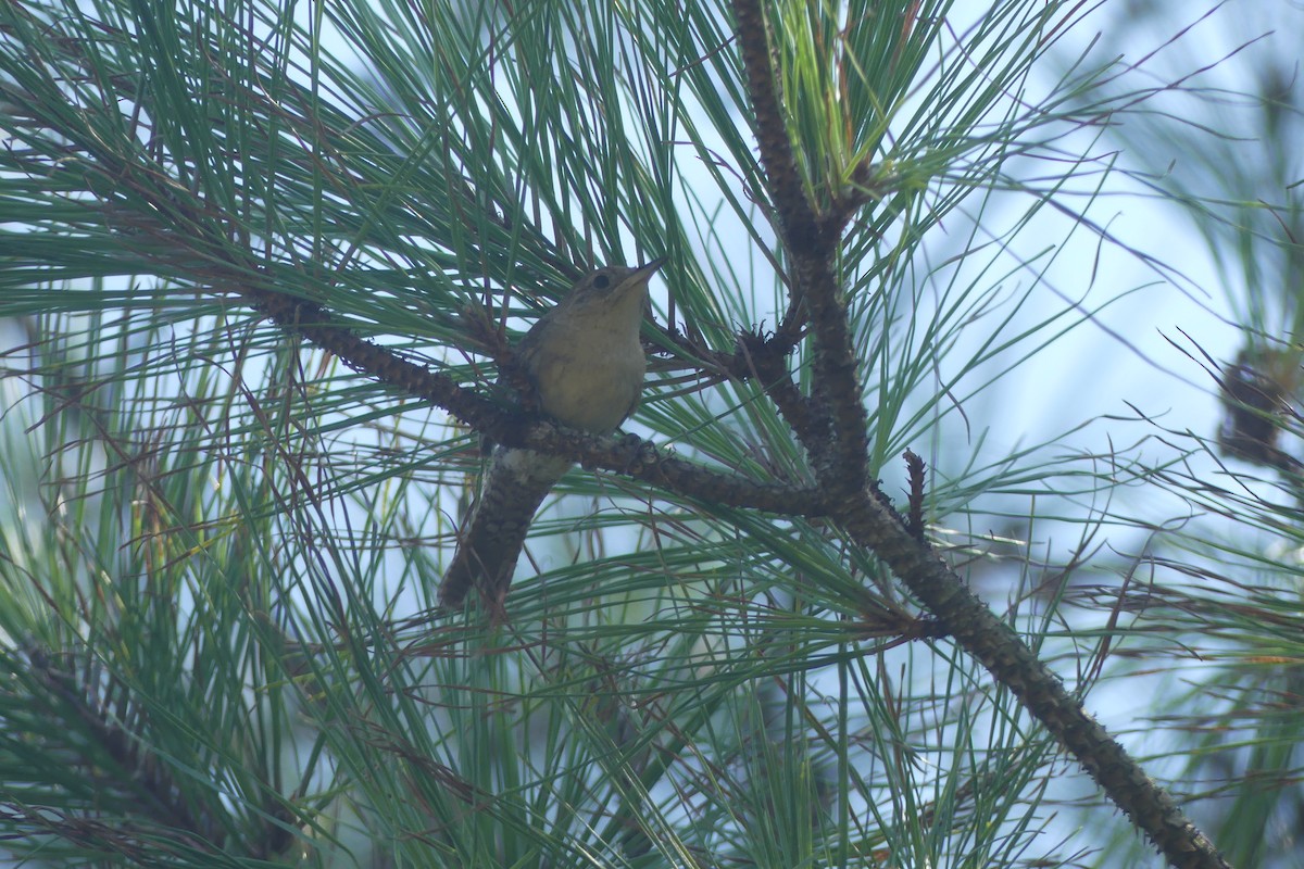Northern House Wren - ML641296248