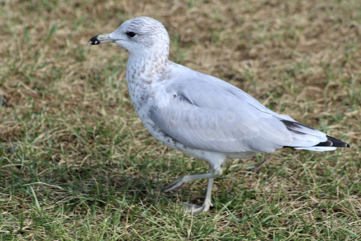 Delawareko kaioa - ML641296249
