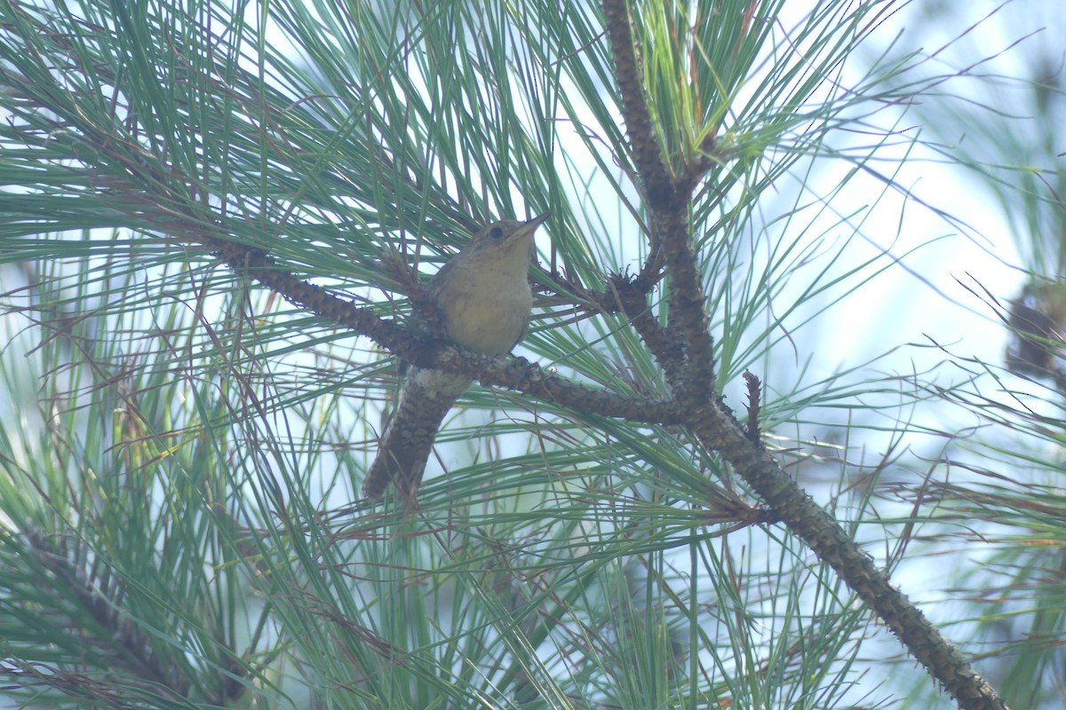 Northern House Wren - ML641296250