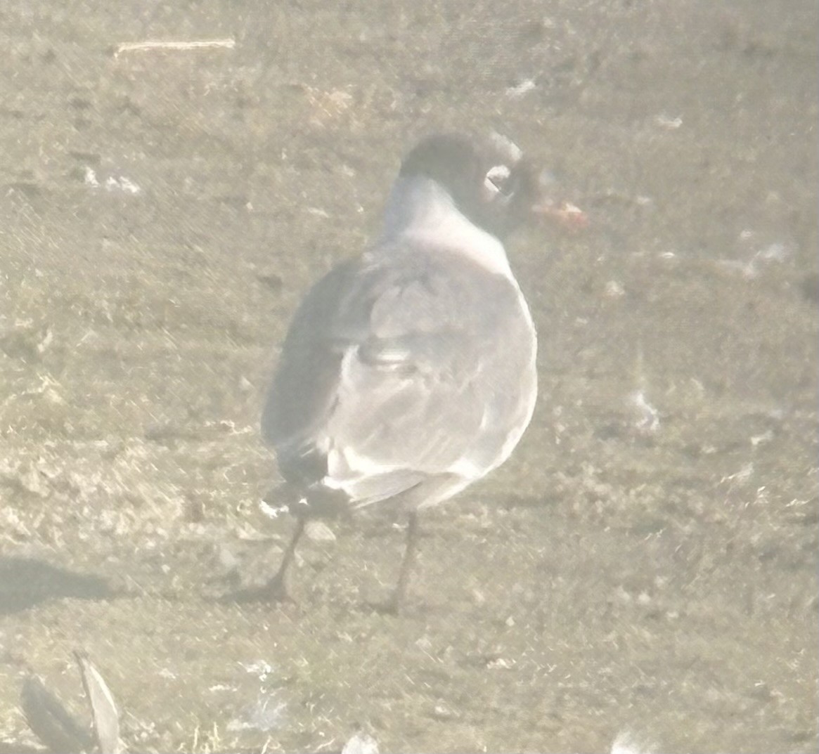 שחף אפור-זנב - ML641296275