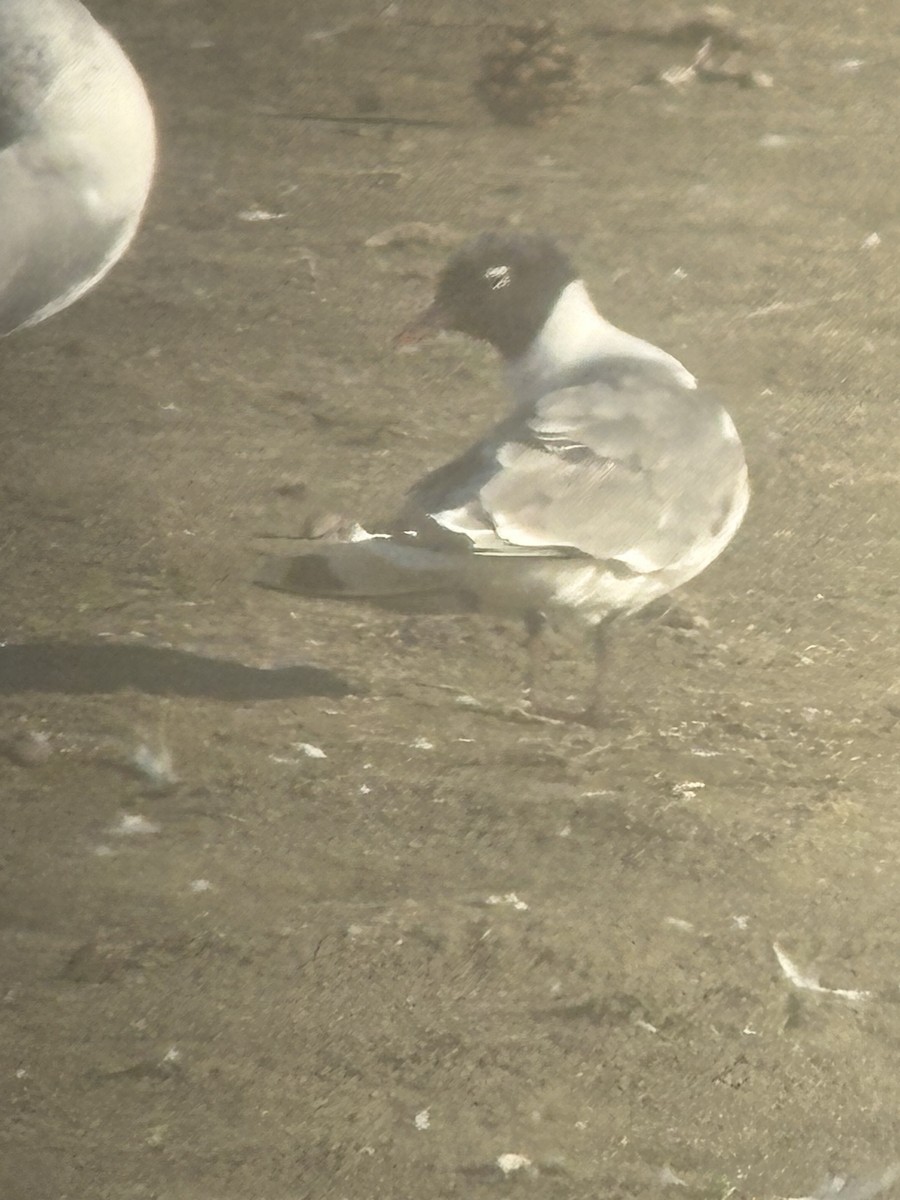 שחף אפור-זנב - ML641296276