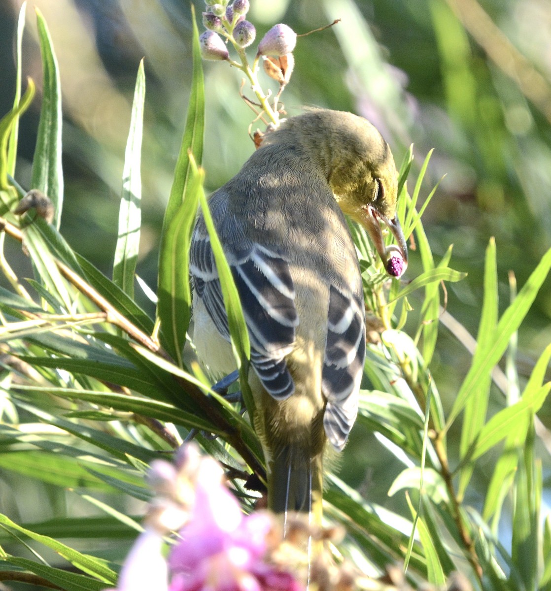 Hooded Oriole - ML641296281