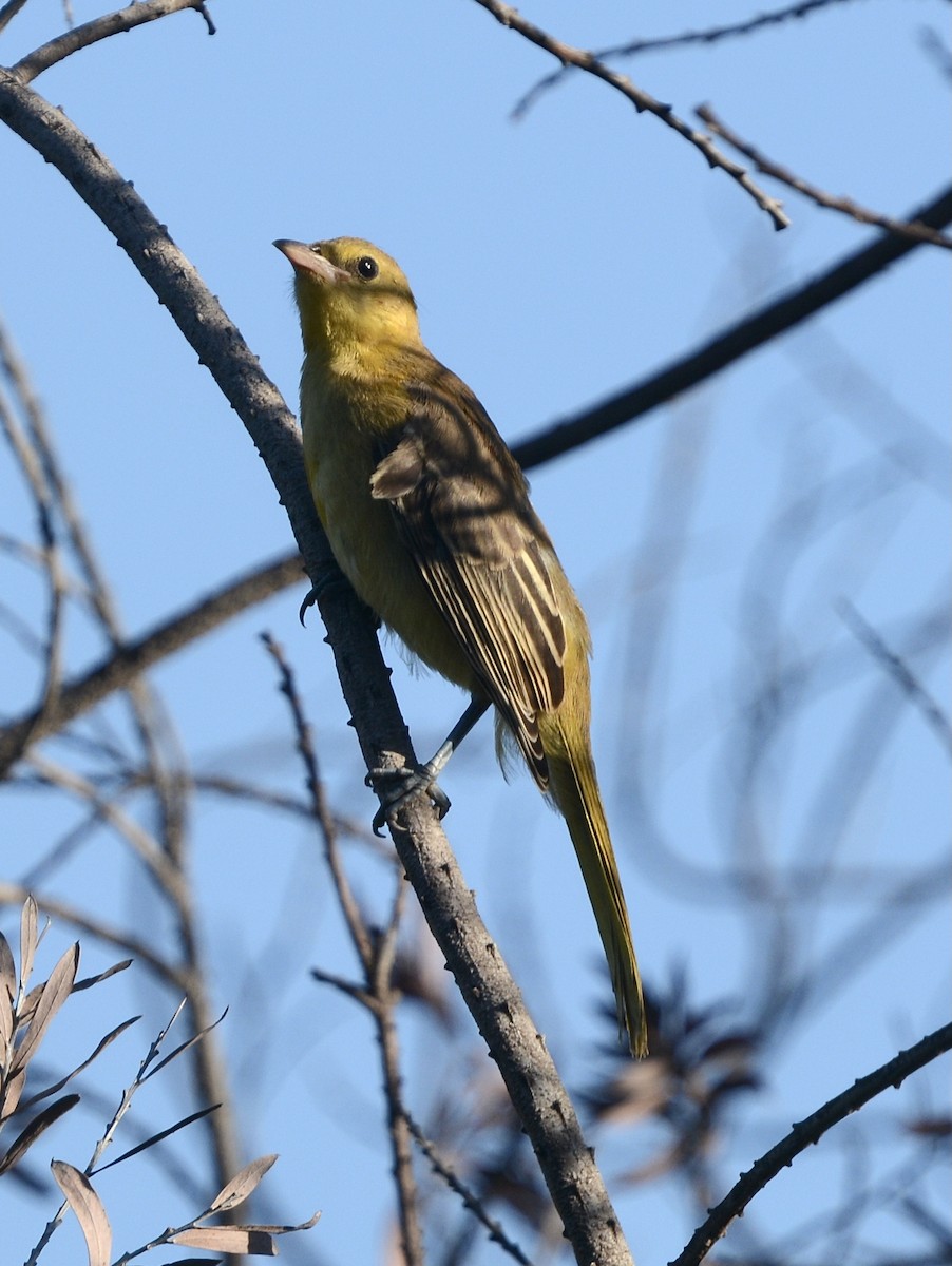 Hooded Oriole - ML641296282