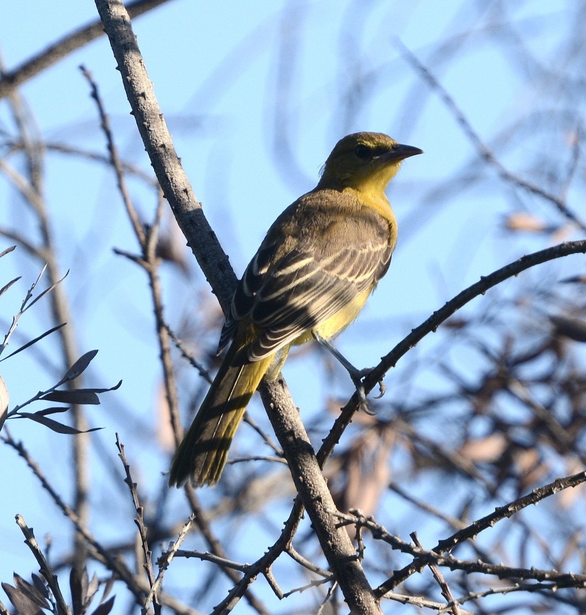 Hooded Oriole - ML641296283