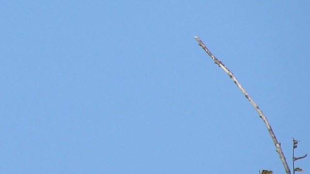 Olive-sided Flycatcher - ML641296291