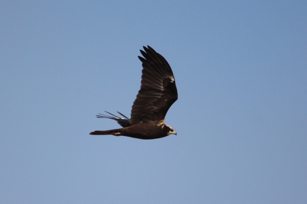 Western Marsh Harrier - ML641296304