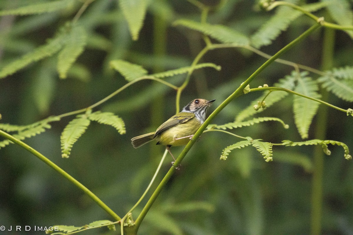 Eared Pygmy-Tyrant - ML641296309